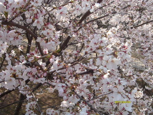 【最美的风景】鼋头渚赏樱花全攻略