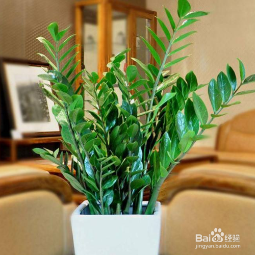 摇钱树叶子发黄该怎么解决?