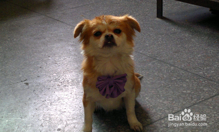 打了狂犬疫苗后的注意事项