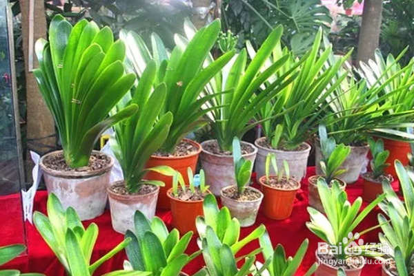 如何培养君子兰？