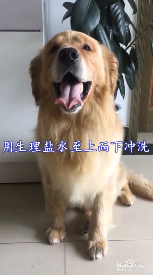 狗狗眼睛进异物该怎么办？