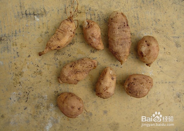 天麻的生长习性和病害防治及壮根壮苗的管理要点