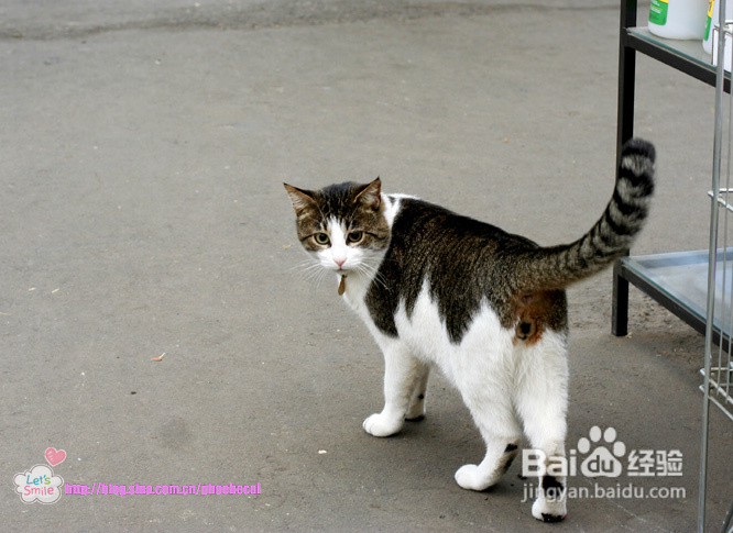 幼儿园亲子户外活动：学种花(组图)