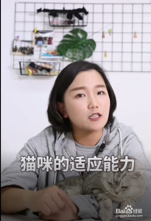 猫咪在什么情况下不能洗澡?