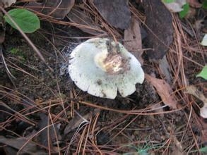 怎样正确的分辨蘑菇