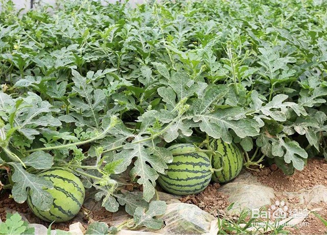 影响西瓜甜度的因素和西瓜增甜膨果的方法