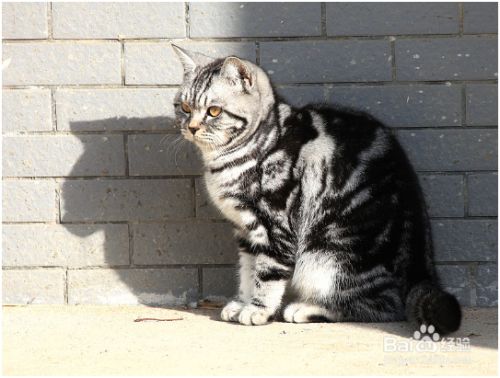 狸花猫和虎斑猫的区别 百度经验