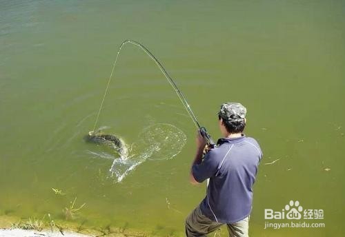 秋冬钓鲫鱼技巧