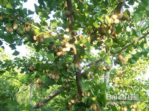 林果苗木的防冻方法