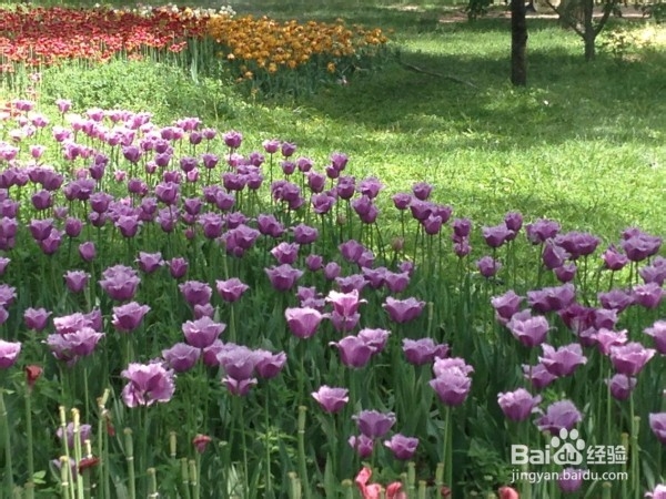 北京春天：赏花好去处