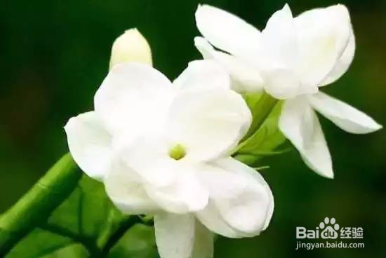 菊花茉莉怎么养