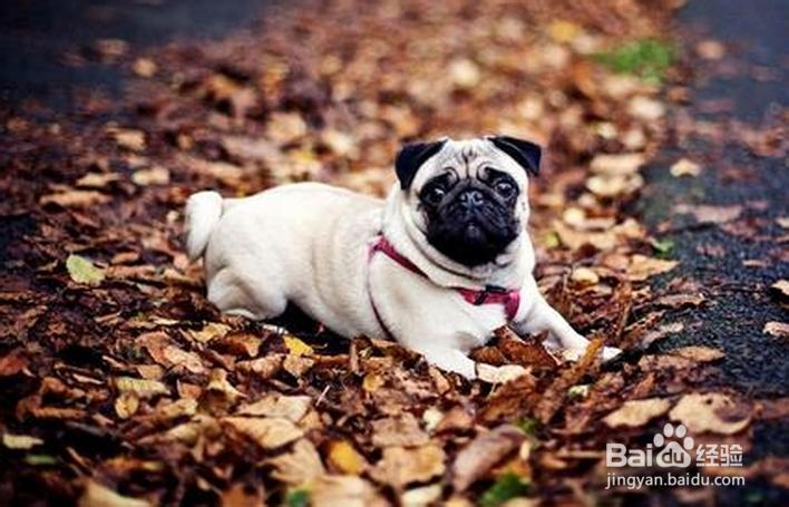 优质哈巴犬如何挑选