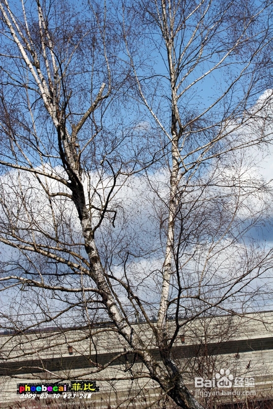 温哥华的如画春天(组图)