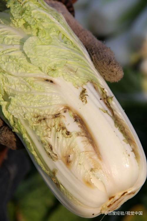 关于吃娃娃菜的小贴士