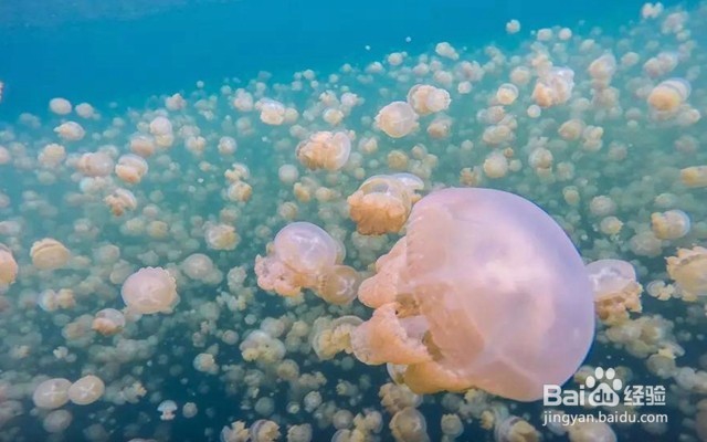 十一免签的高性价比海岛——帕劳旅游攻略