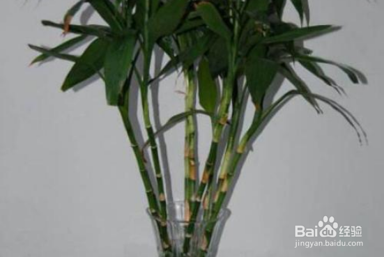 富贵竹的养殖方法和注意事项