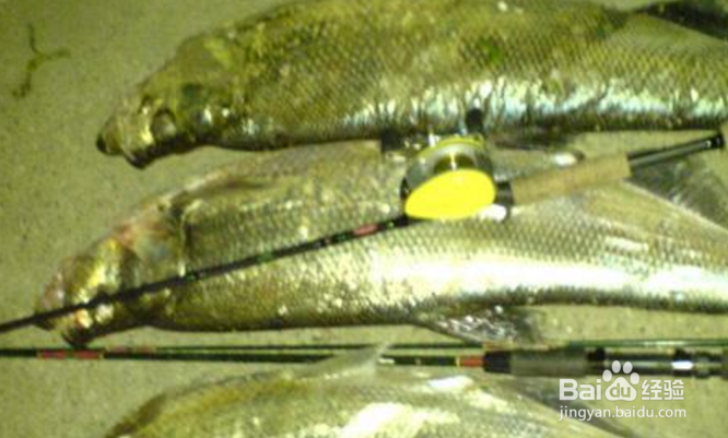 怎样才能钓获更多更大的翘嘴红鲌？