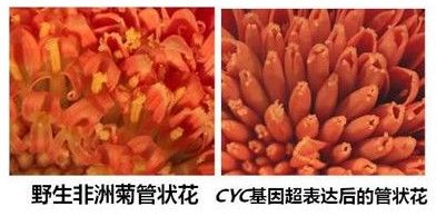 怎样实现花朵的对称