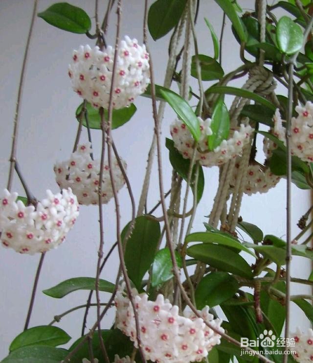 球兰冬天的养殖方法和注意事项