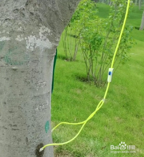 为什么有些树木也需要打点滴