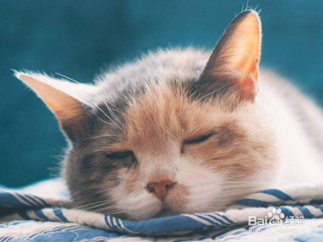 猫有哪些口眼耳的常见疾病