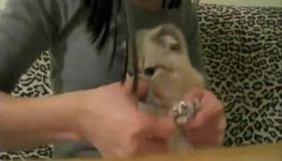 怎样避免猫咪抓沙发