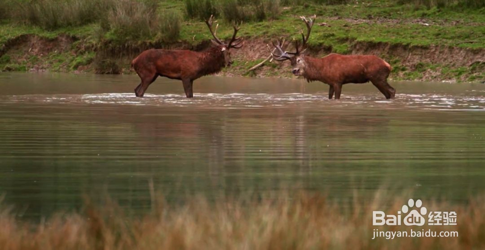 如何写好一篇纪录片评论
