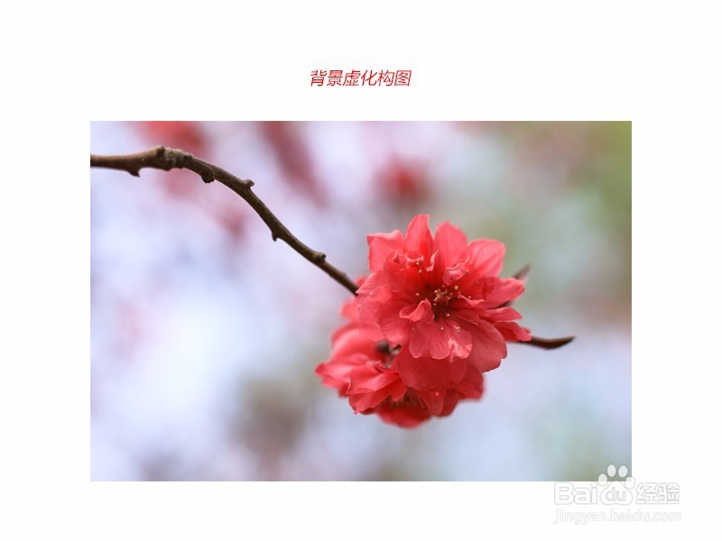 手机拍照怎么拍比较好看，要怎么构图呢？