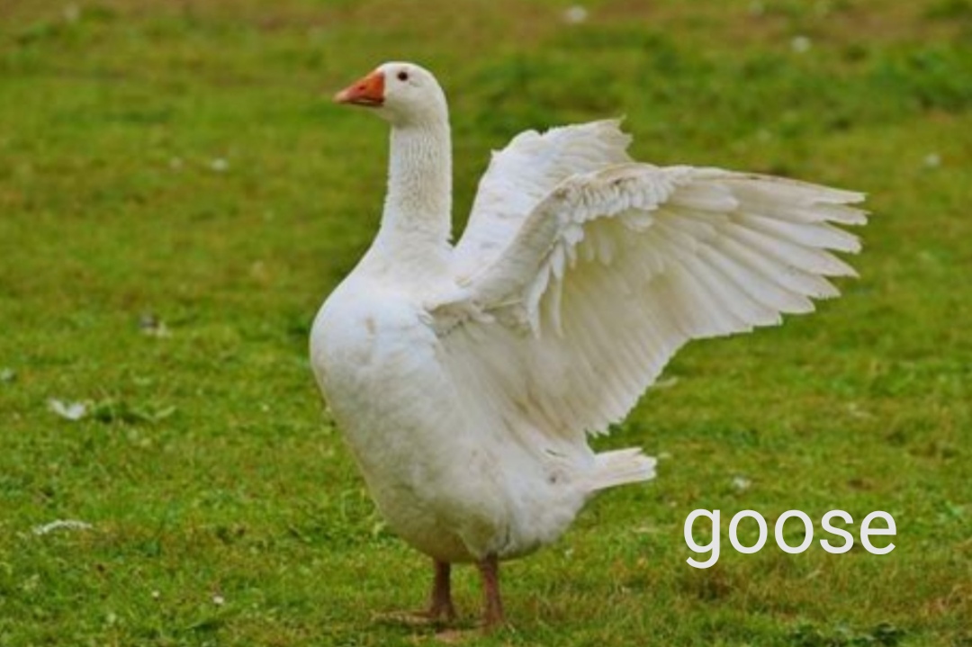 英语单词“goose”怎么读