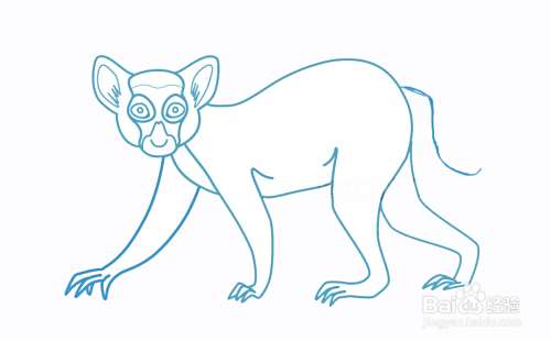 警惕的狐猴简笔画