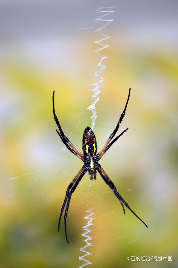 蜘蛛是如何远距离织网的