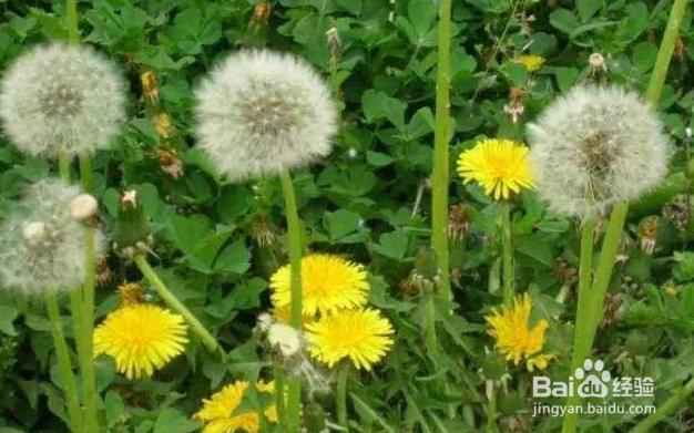 乌梢蛇桃仁茶成分是什么?有什么功效作用?