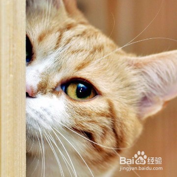 如何与爱宠沟通
