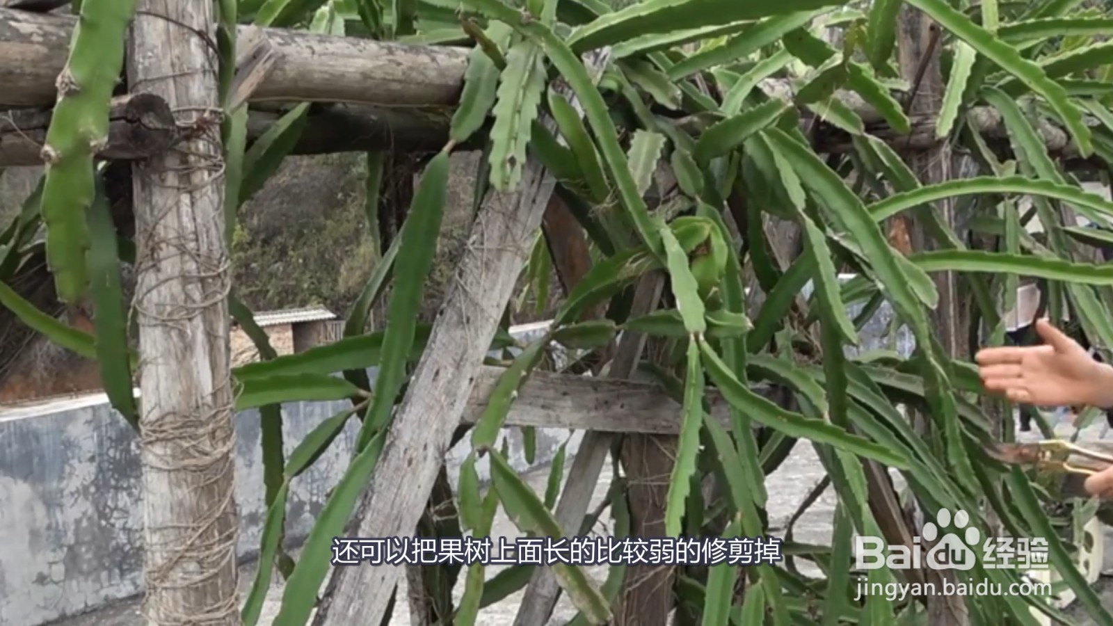 果树剪枝怎么剪
