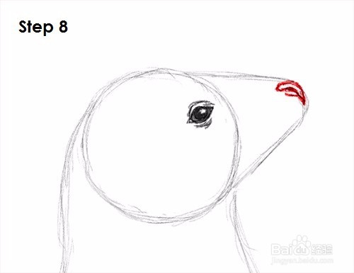 如何画海豹(海狮)——加菲的吃货生活