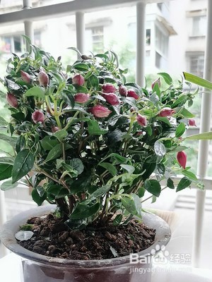 宝莲灯怎么养殖