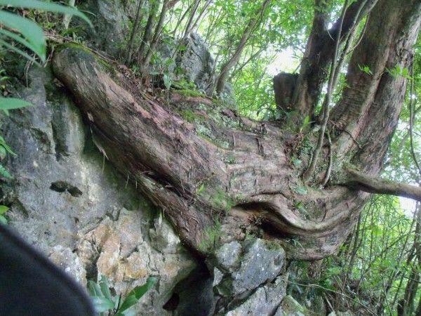 到底哪些地方产崖柏，哪里的崖柏是最好的