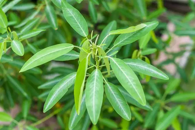 10种奇妙植物的功能有哪些
