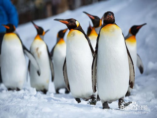 梦寐以求的冰雪王国