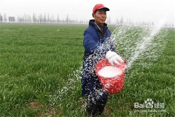 该怎么施用钾肥并了解它的作用呢?