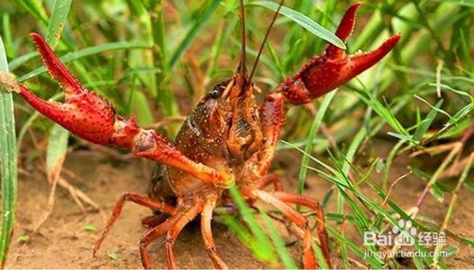 小龙虾如何选择？如何放养？