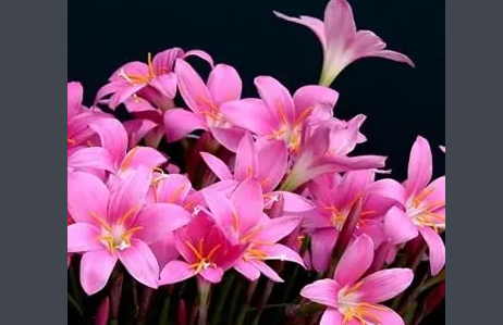 韭菜莲种球冬季怎么保存