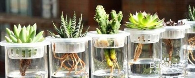 多肉怎么水培