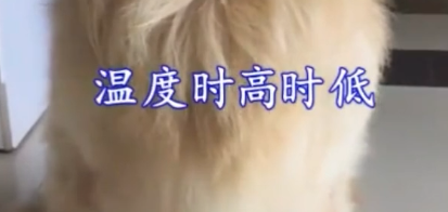 为什么狗狗会软便