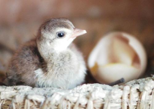 刚出壳的孔雀怎么喂养