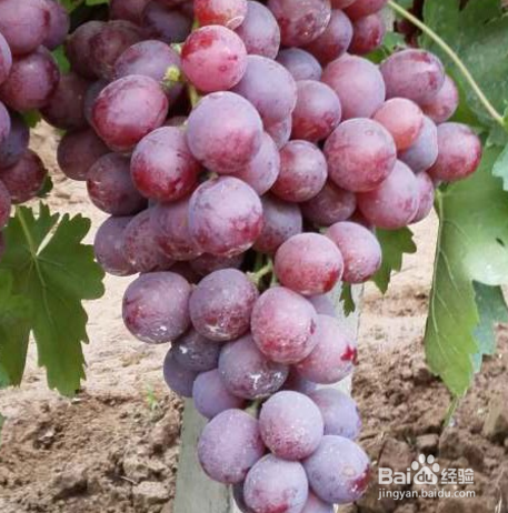 如何种出精品葡萄