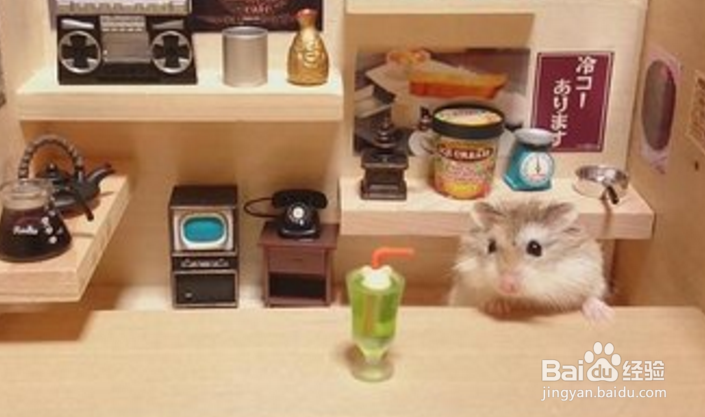 仓鼠怎么养！道听途说可不行，