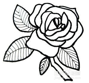 玫瑰花的简笔画