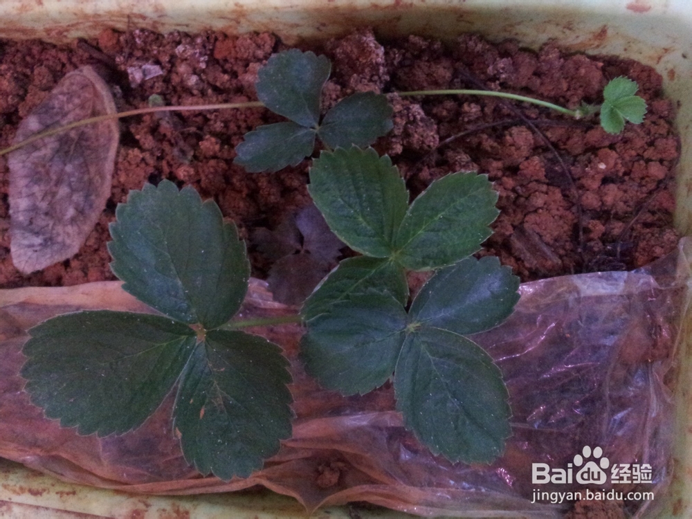 家庭阳台草莓繁殖方法妙招