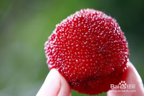 杨梅吃多了怎么办